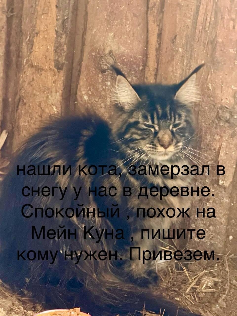 Найдена кошка в Смоленске — фото объявления