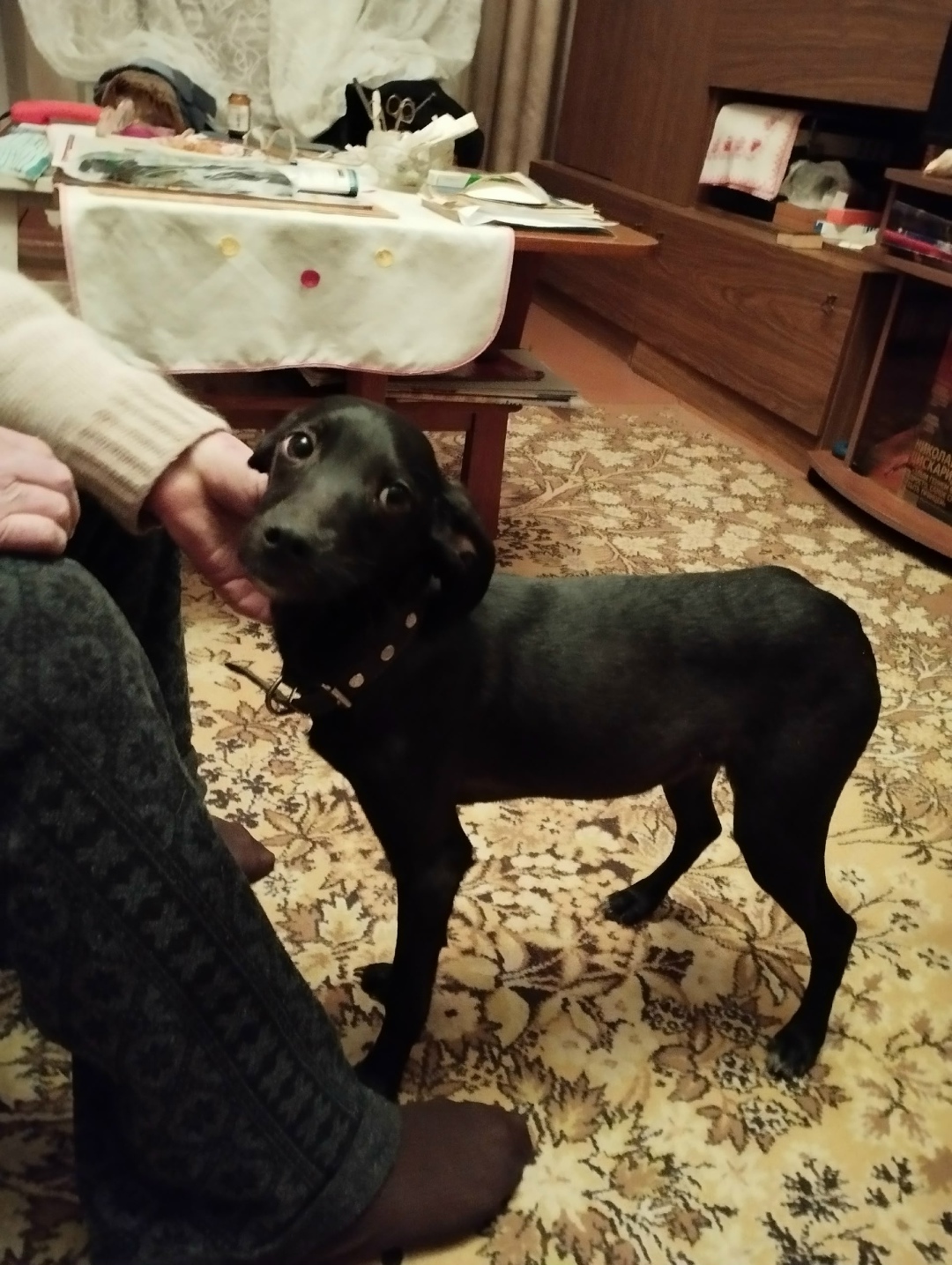 Найдена собака в Смоленске — фото объявления