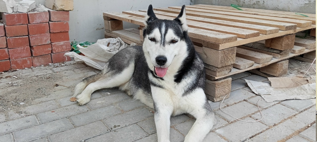 Найдена собака в Смоленске — фото объявления