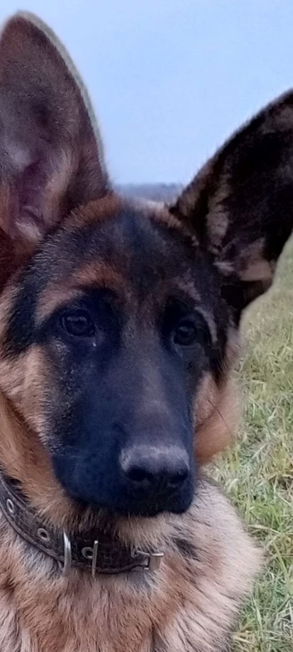 Пропала собака в Смоленске — фото объявления