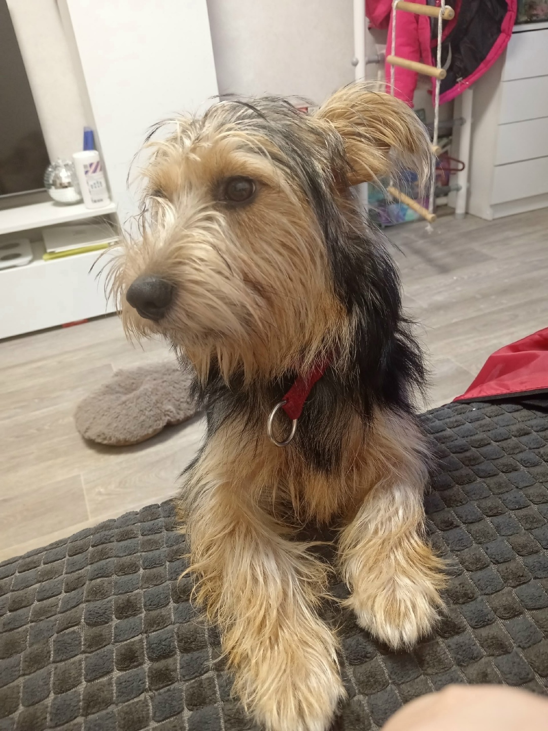 Найдена собака в Смоленске — фото объявления