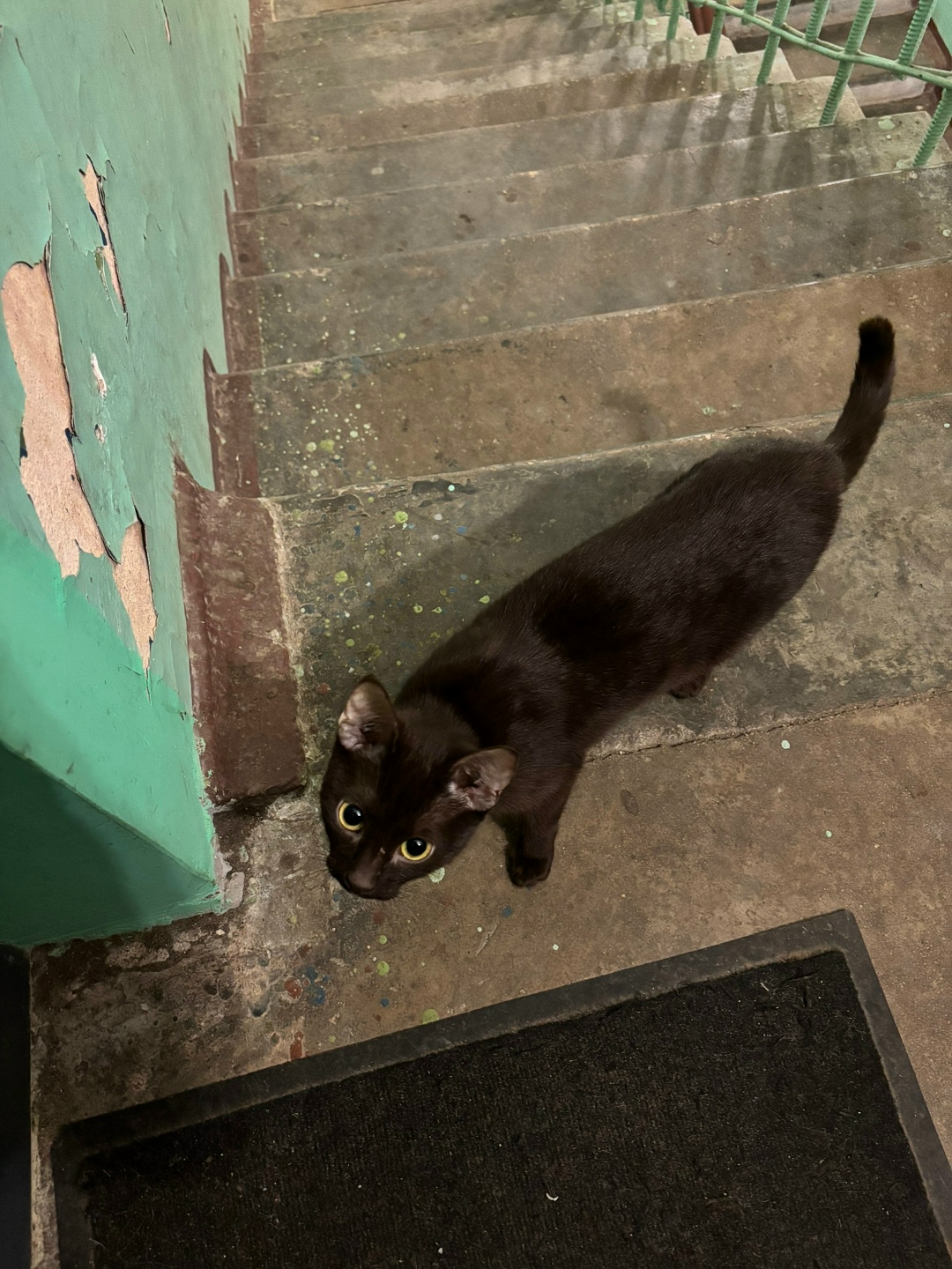 Найдена кошка в Смоленске — фото объявления