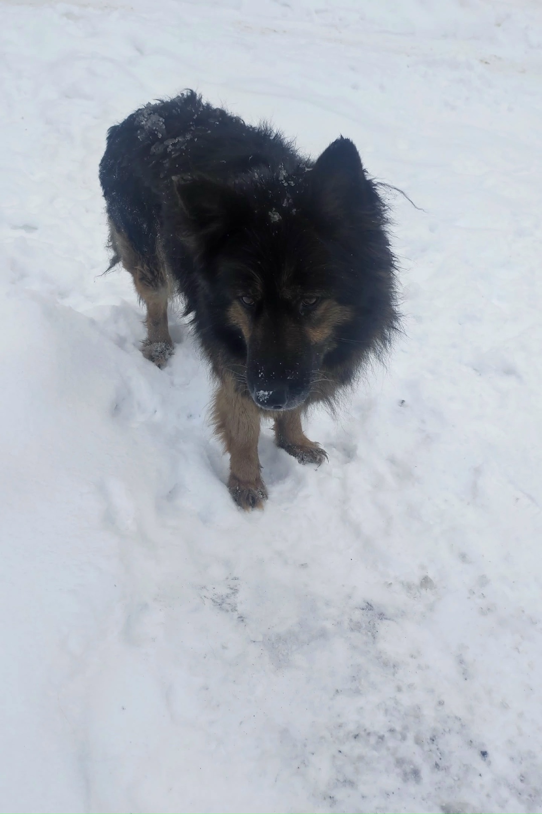 Найдена собака в Смоленске — фото объявления
