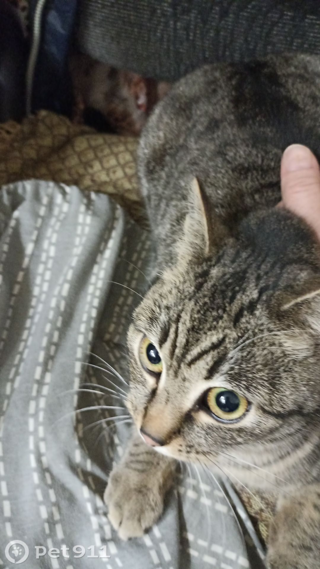 Найдена кошка в Смоленске — фото объявления