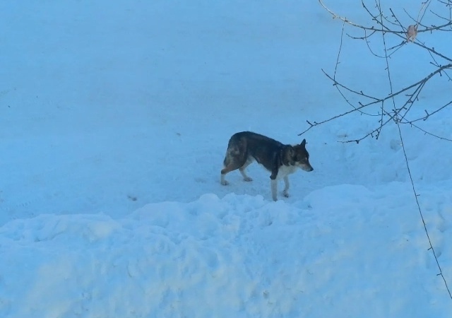 Пропала собака в Смоленске — фото объявления