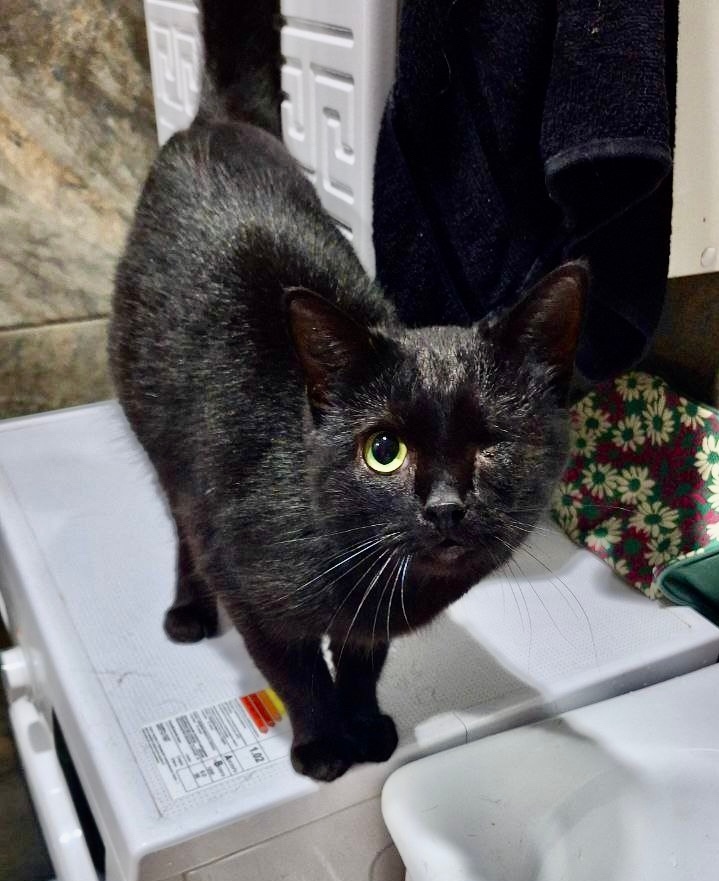 Пропала кошка в Смоленске — фото объявления