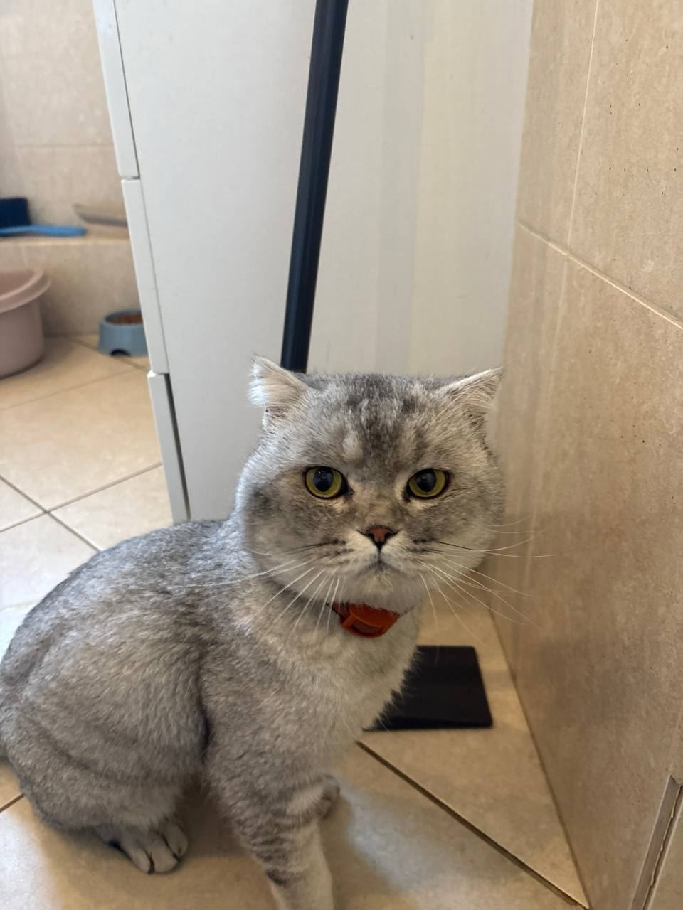 Найдена кошка в Смоленске — фото объявления