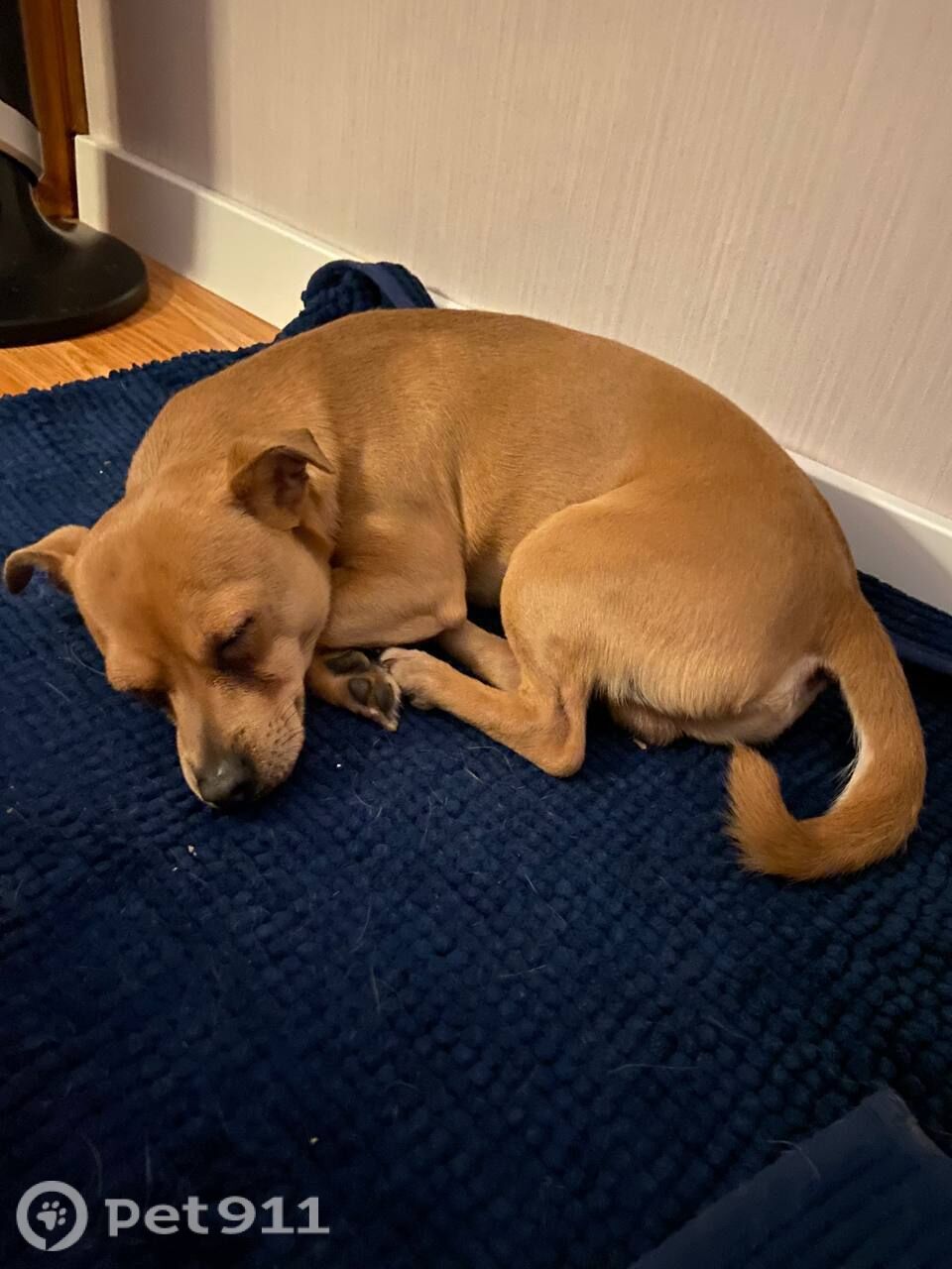 Найдена собака в Смоленске — фото объявления