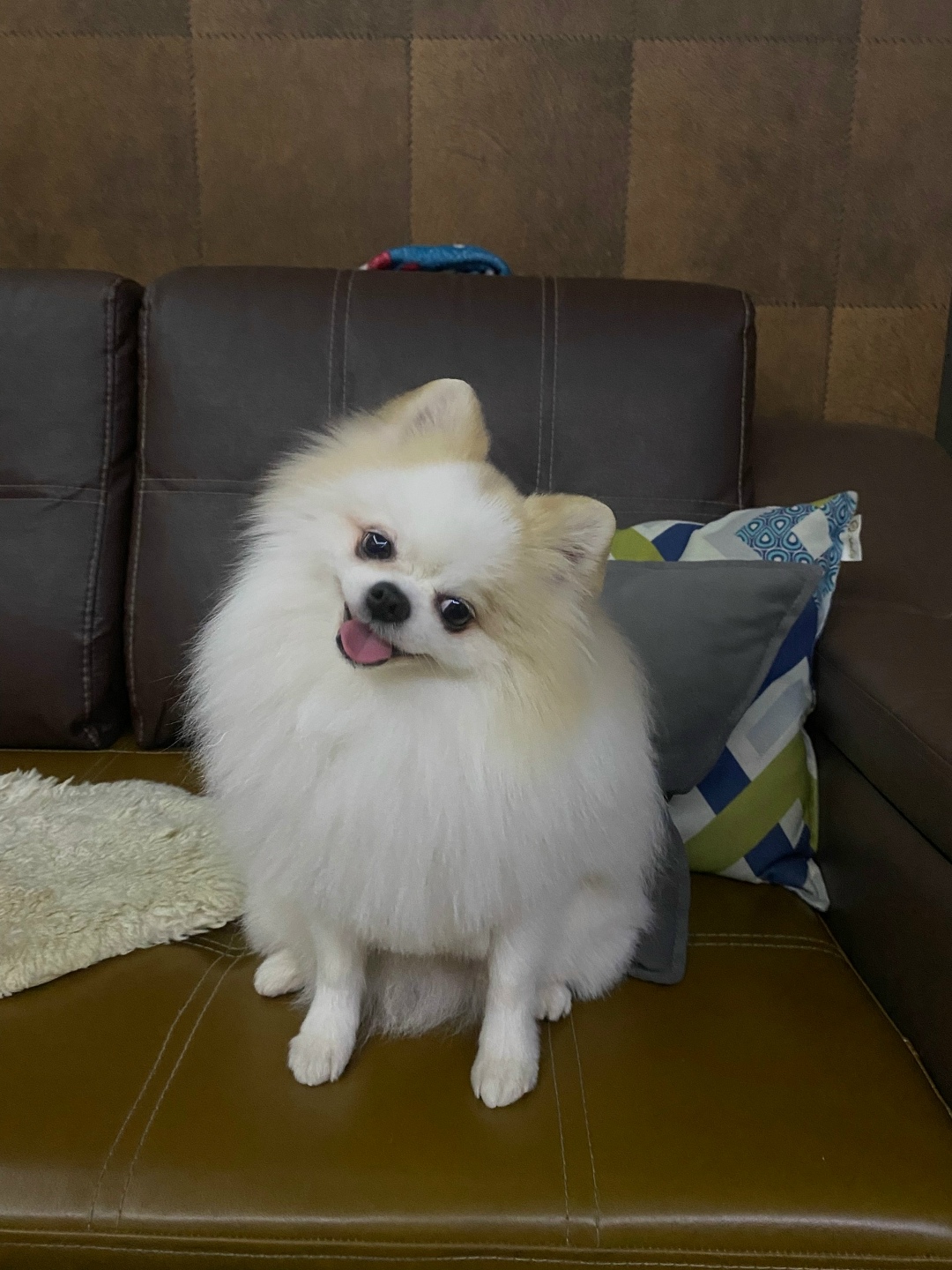 Найдена собака в Смоленске — фото объявления