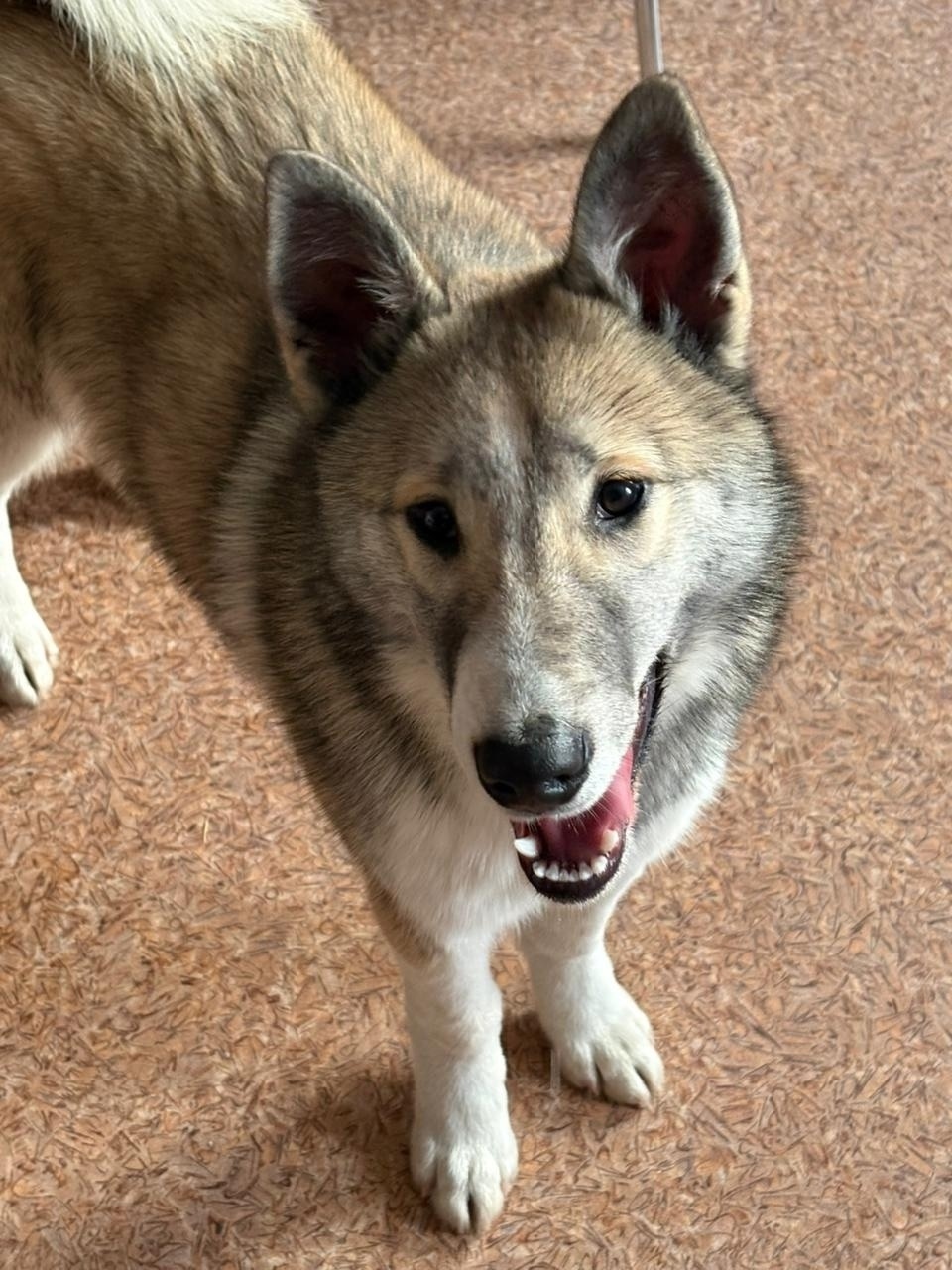 Найдена собака в Смоленске — фото объявления