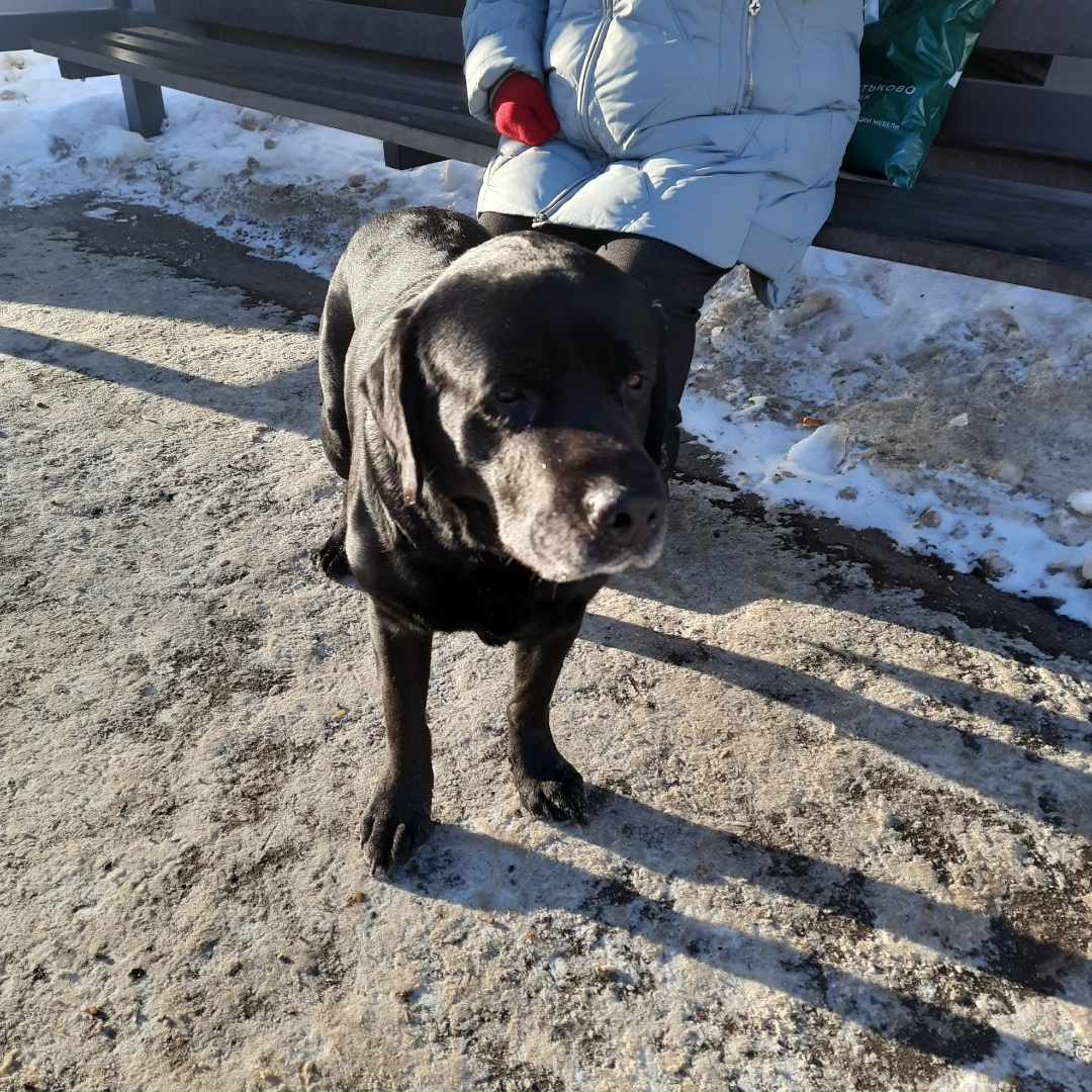 Найдена собака в Смоленске — фото объявления