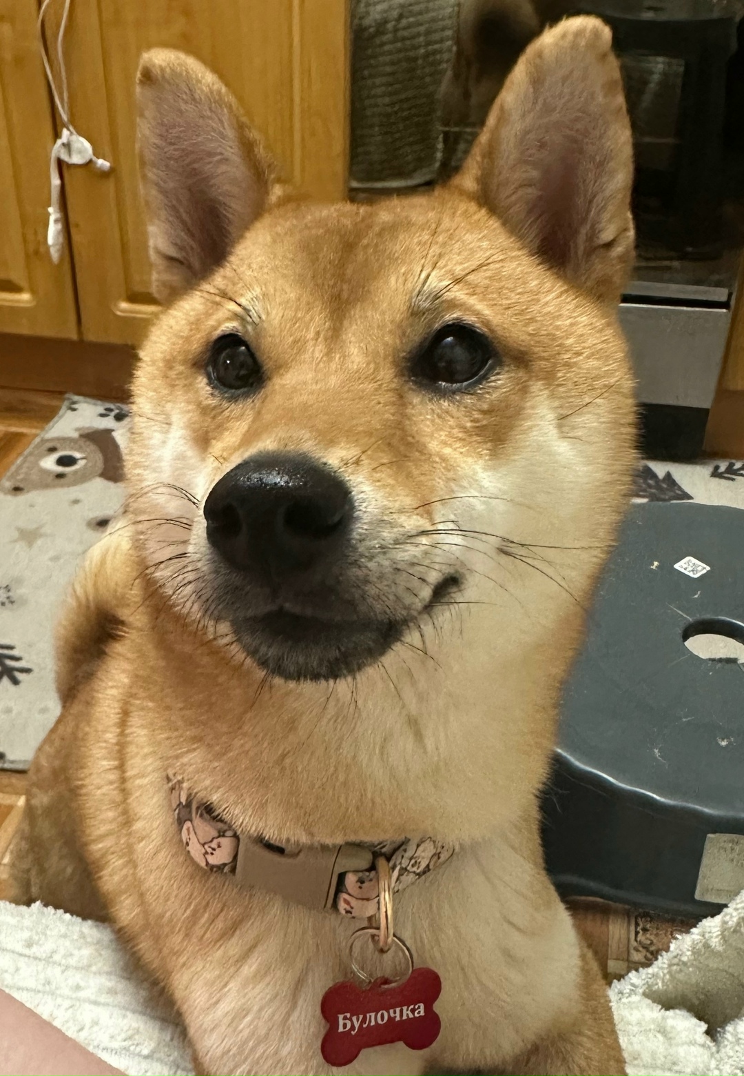 Пропала собака в Смоленске — фото объявления