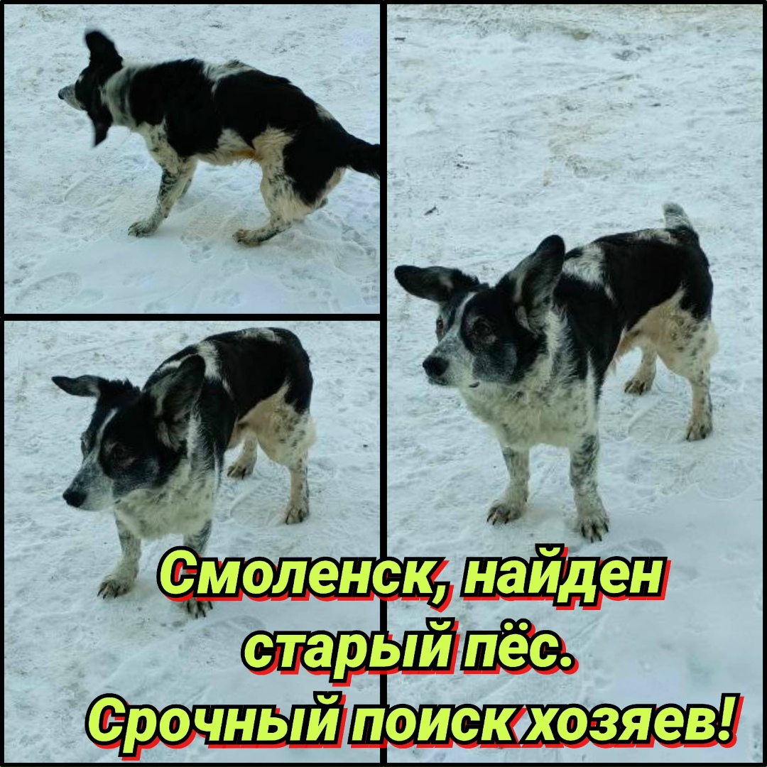 Найдена собака в Смоленске — фото объявления