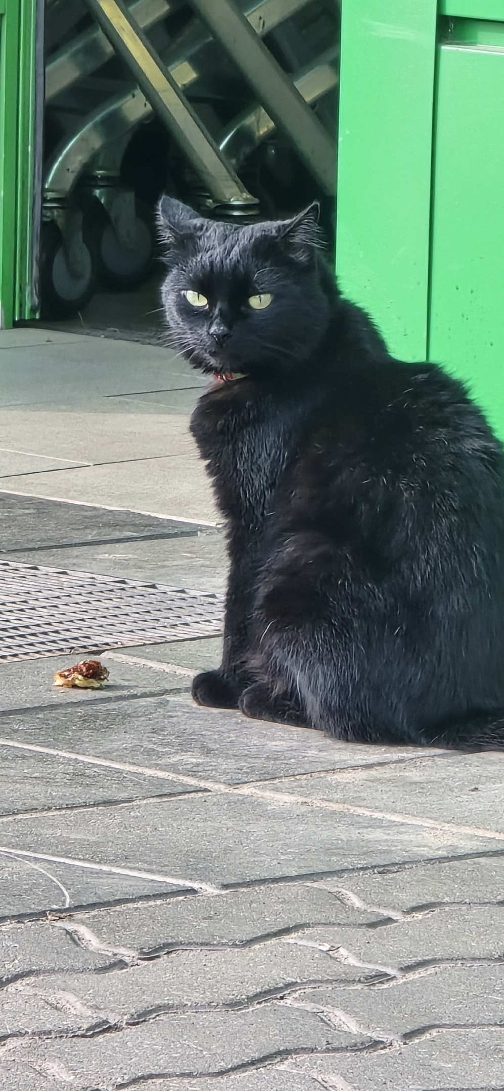 Найдена собака в Смоленске — фото объявления