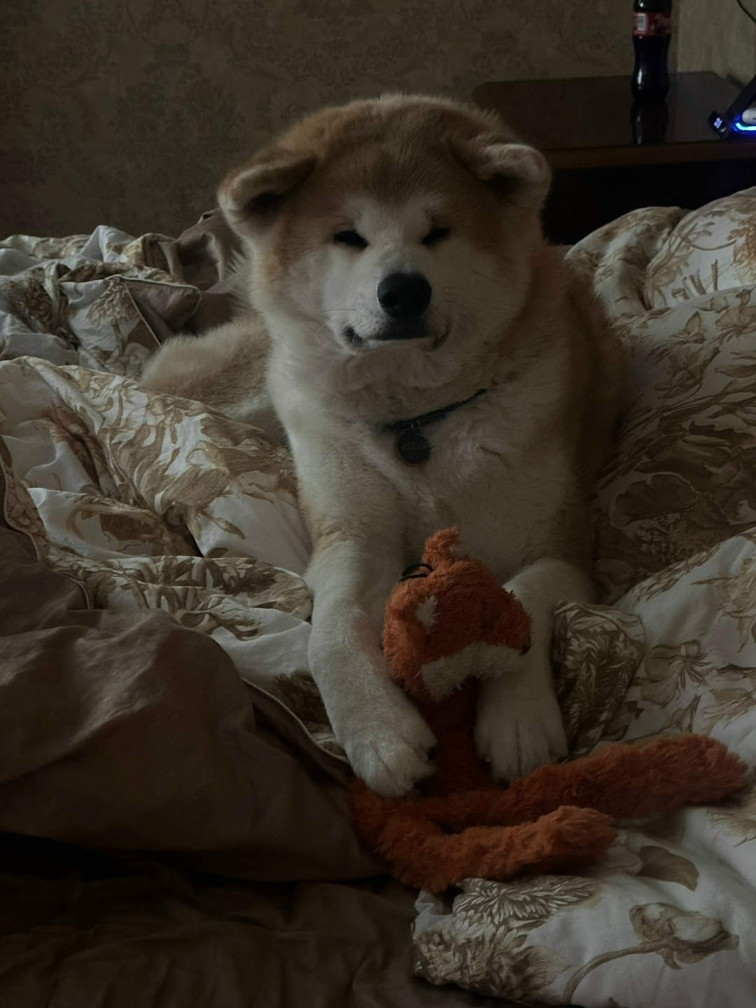 Пропала собака в Смоленске — фото объявления