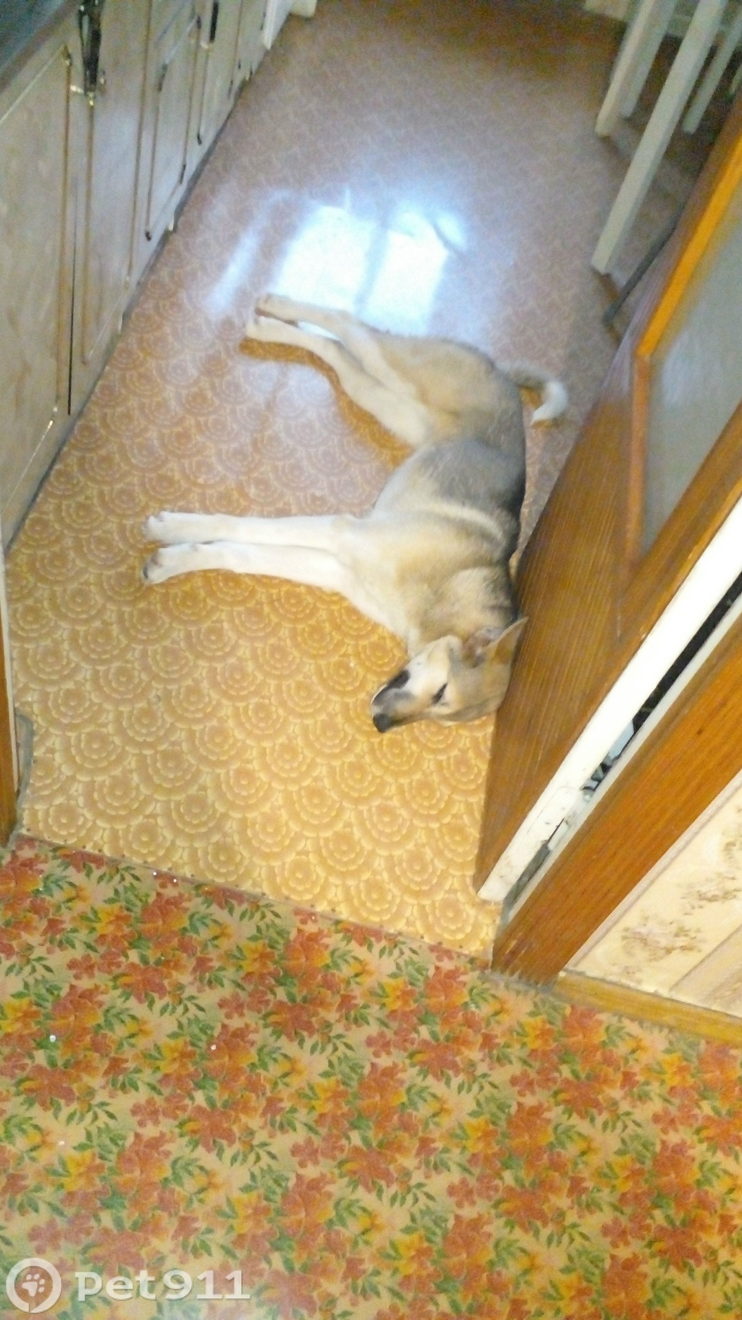 Найдена собака в Смоленске — фото объявления