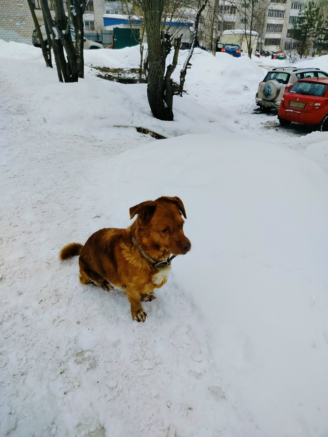Пропала собака в Смоленске — фото объявления