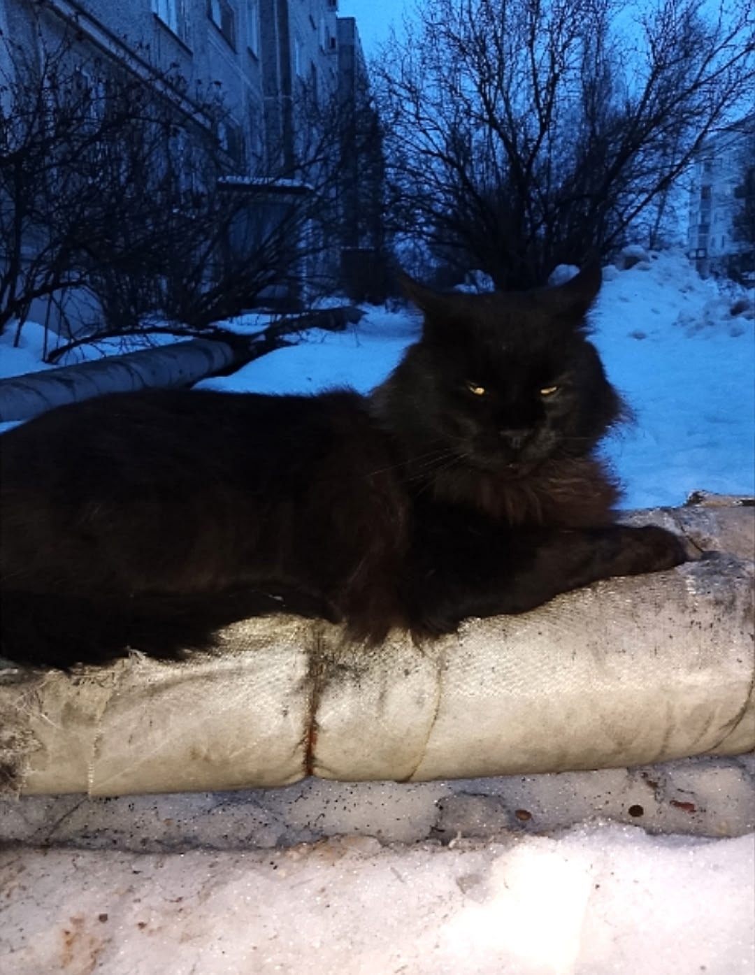 Пропала кошка в Смоленске — фото объявления