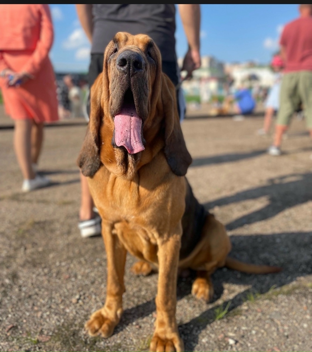 Пропала собака в Смоленске — фото объявления