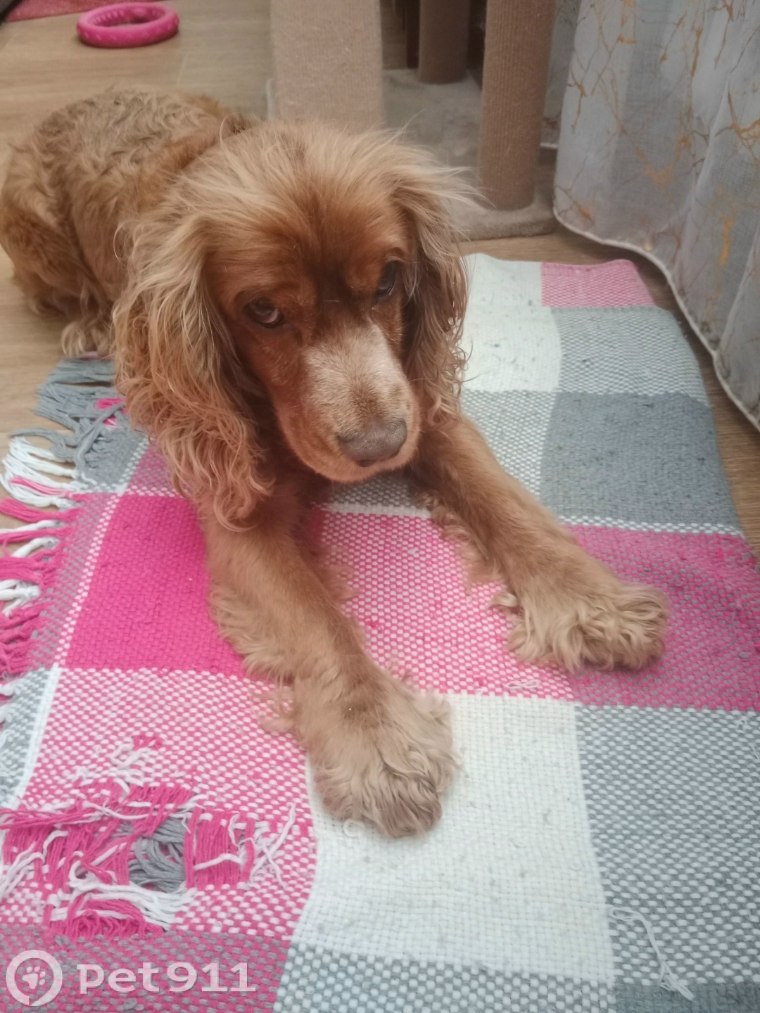 Найдена собака в Смоленске — фото объявления