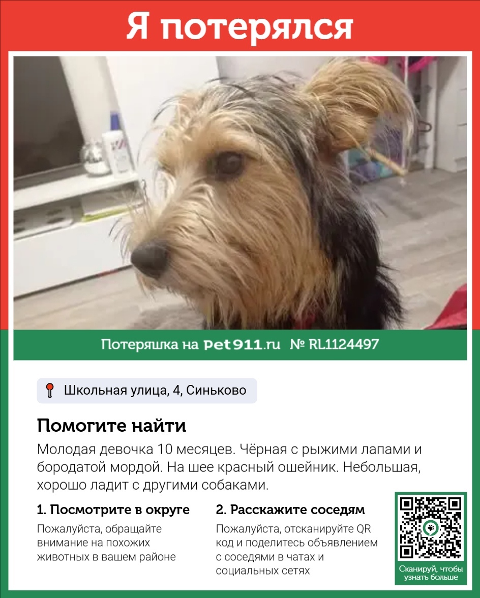 Пропала собака в Смоленске — фото объявления