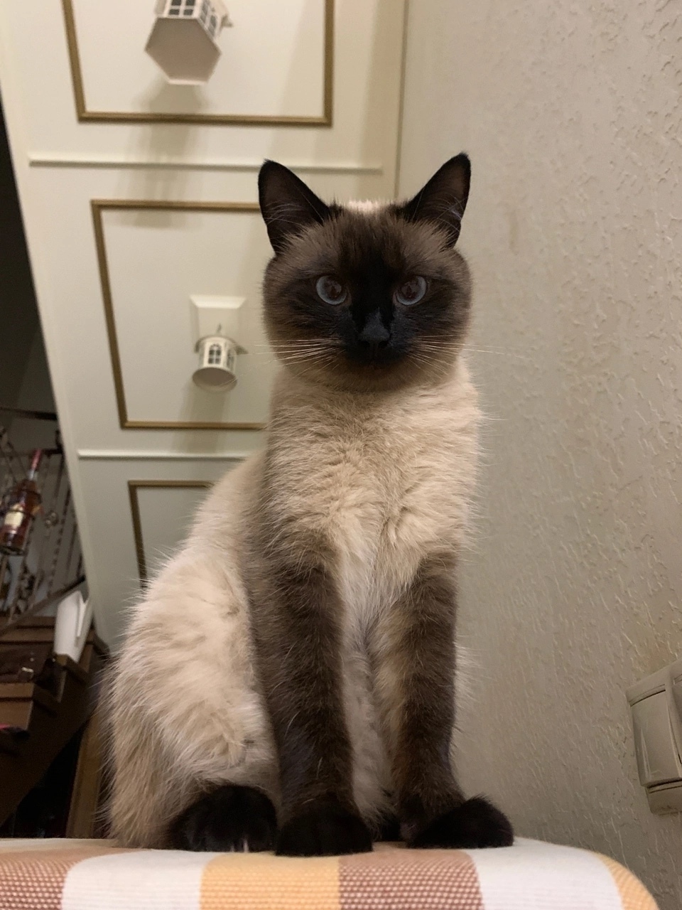 Найдена собака в Смоленске — фото объявления