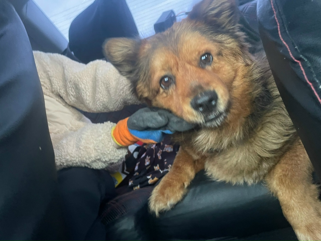 Найдена собака в Смоленске — фото объявления