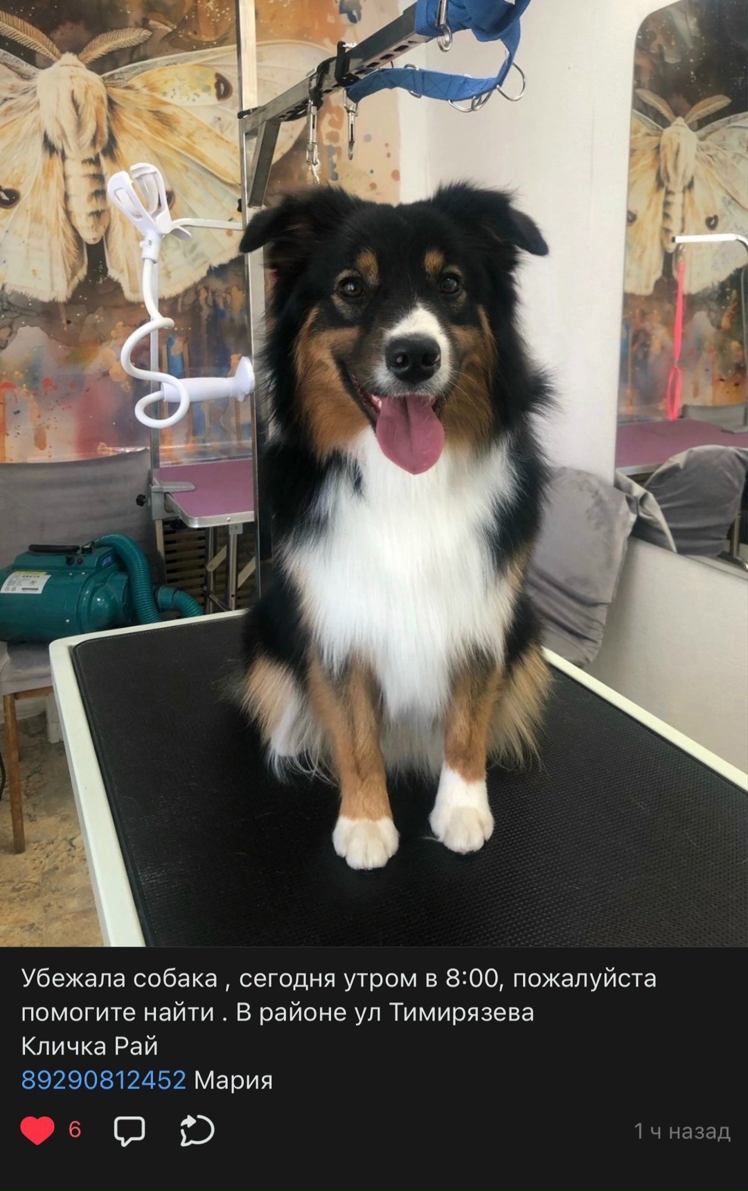 Пропала собака в Смоленске — фото объявления