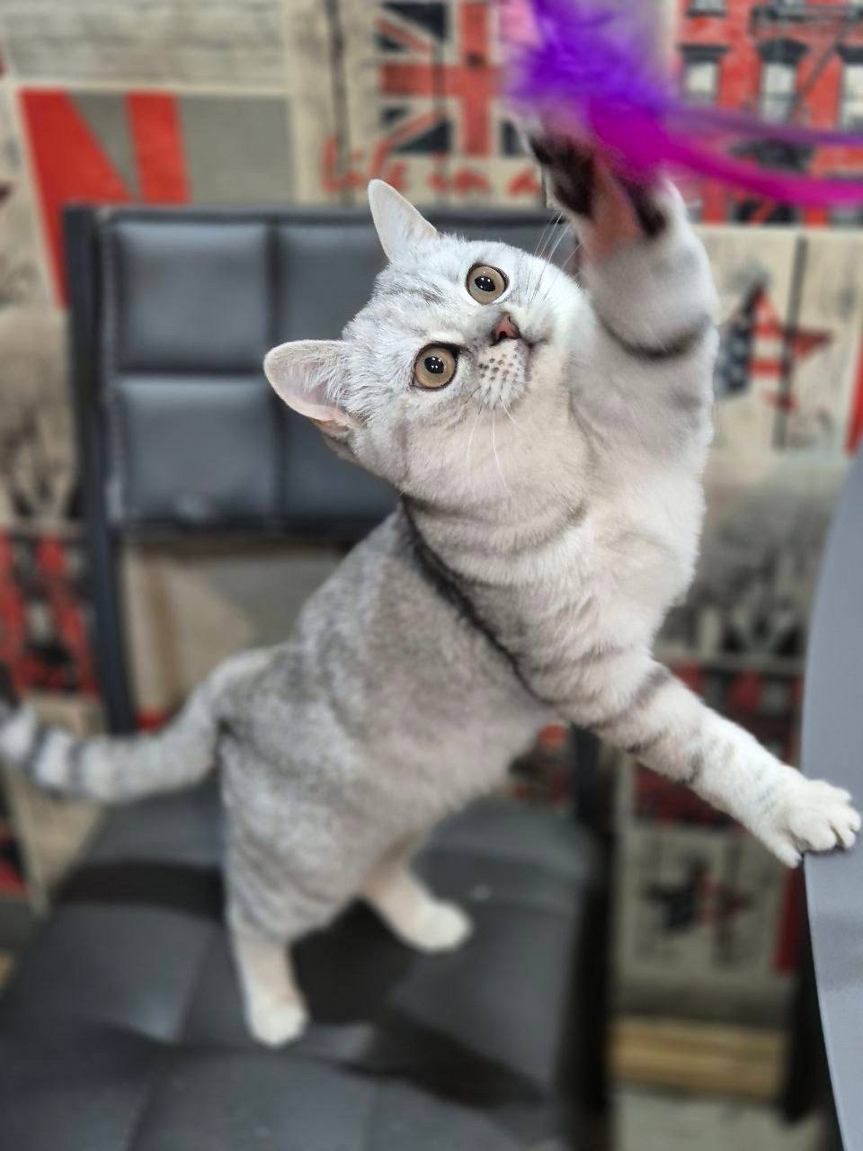 Пропала кошка в Смоленске — фото объявления