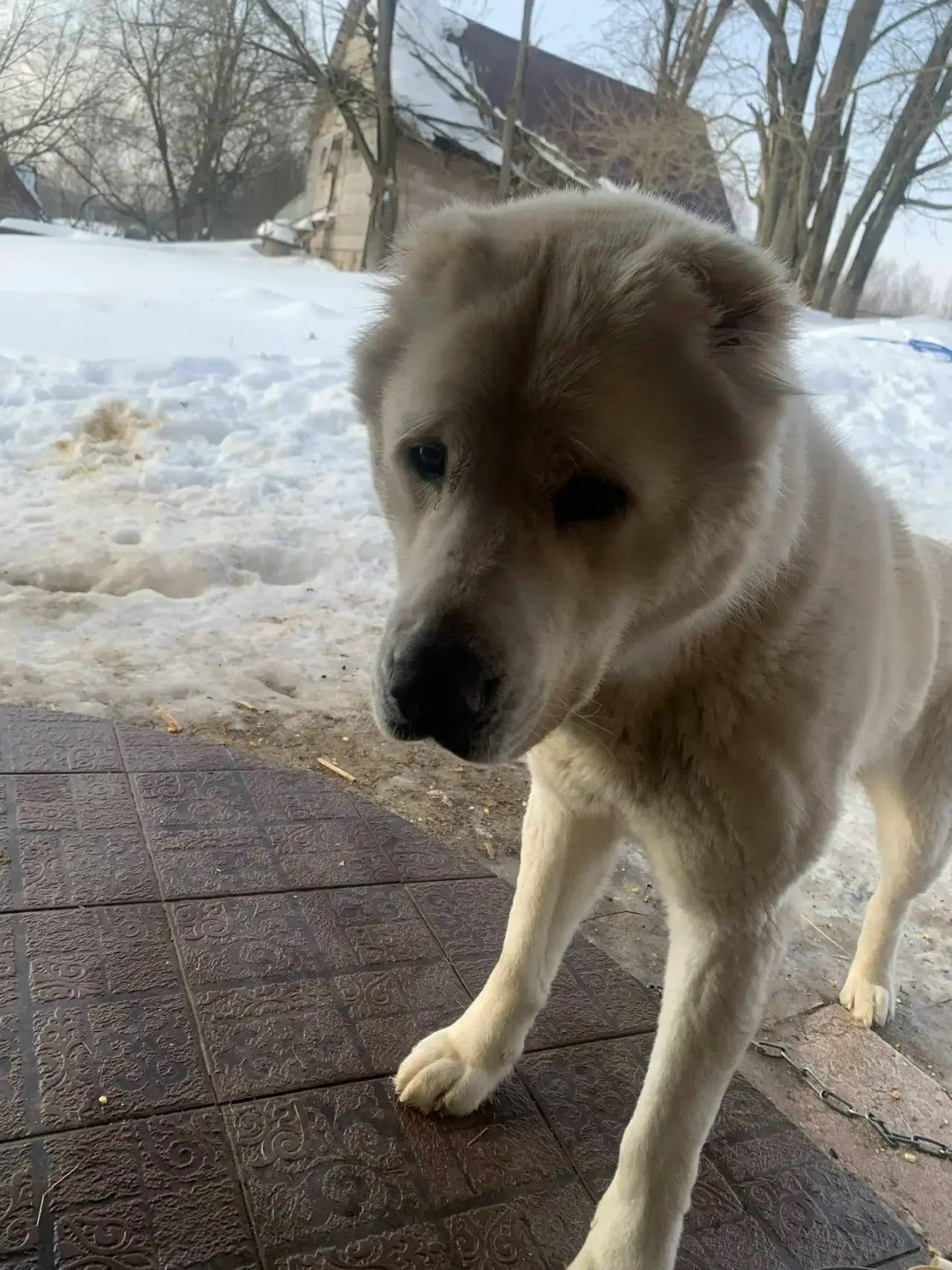 Найдена собака в Смоленске — фото объявления