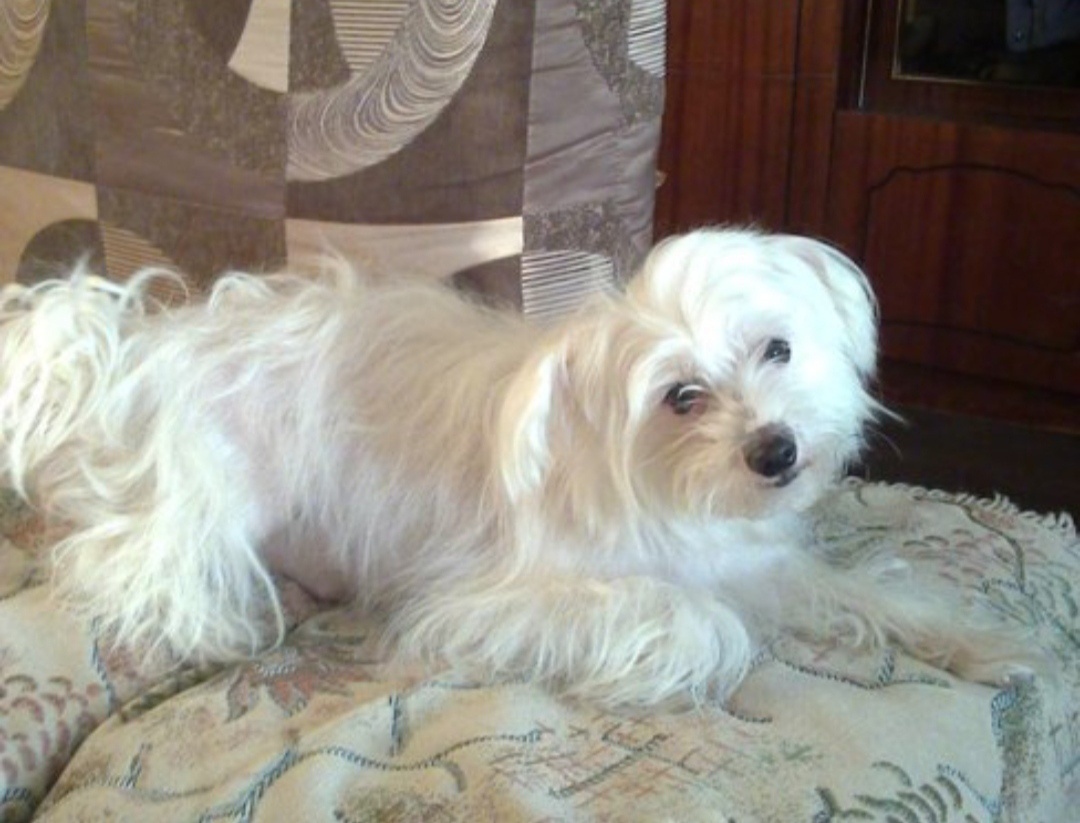 Найдена собака в Смоленске — фото объявления