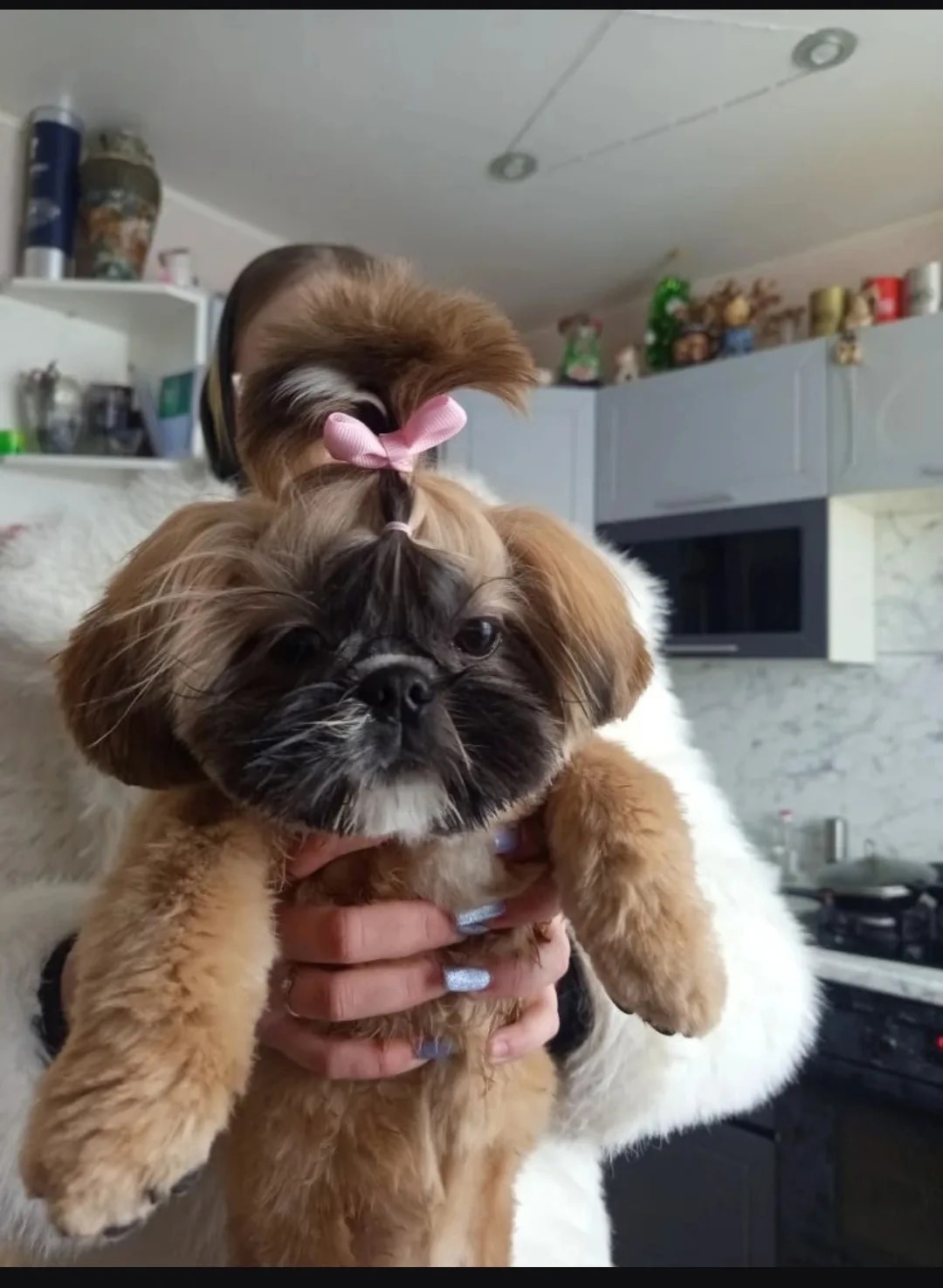 Пропала собака в Смоленске — фото объявления