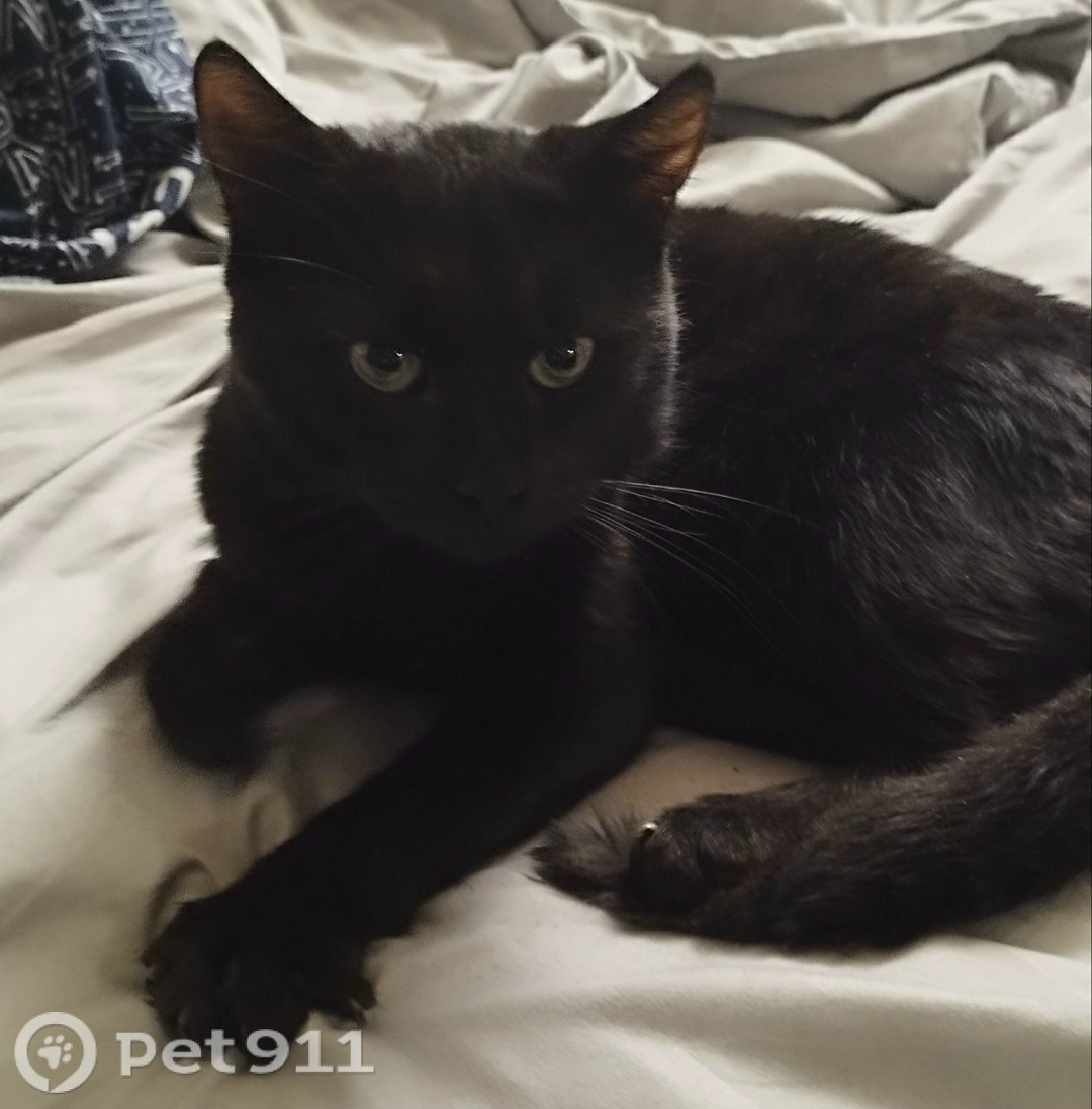 Найдена кошка в Смоленске — фото объявления