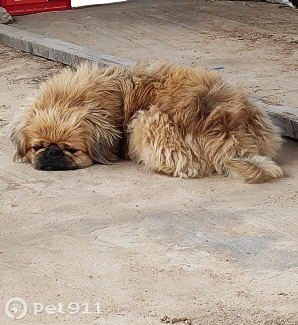 Пропала собака в Смоленске — фото объявления