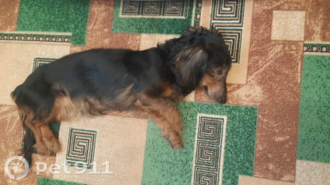 Найдена собака в Смоленске — фото объявления