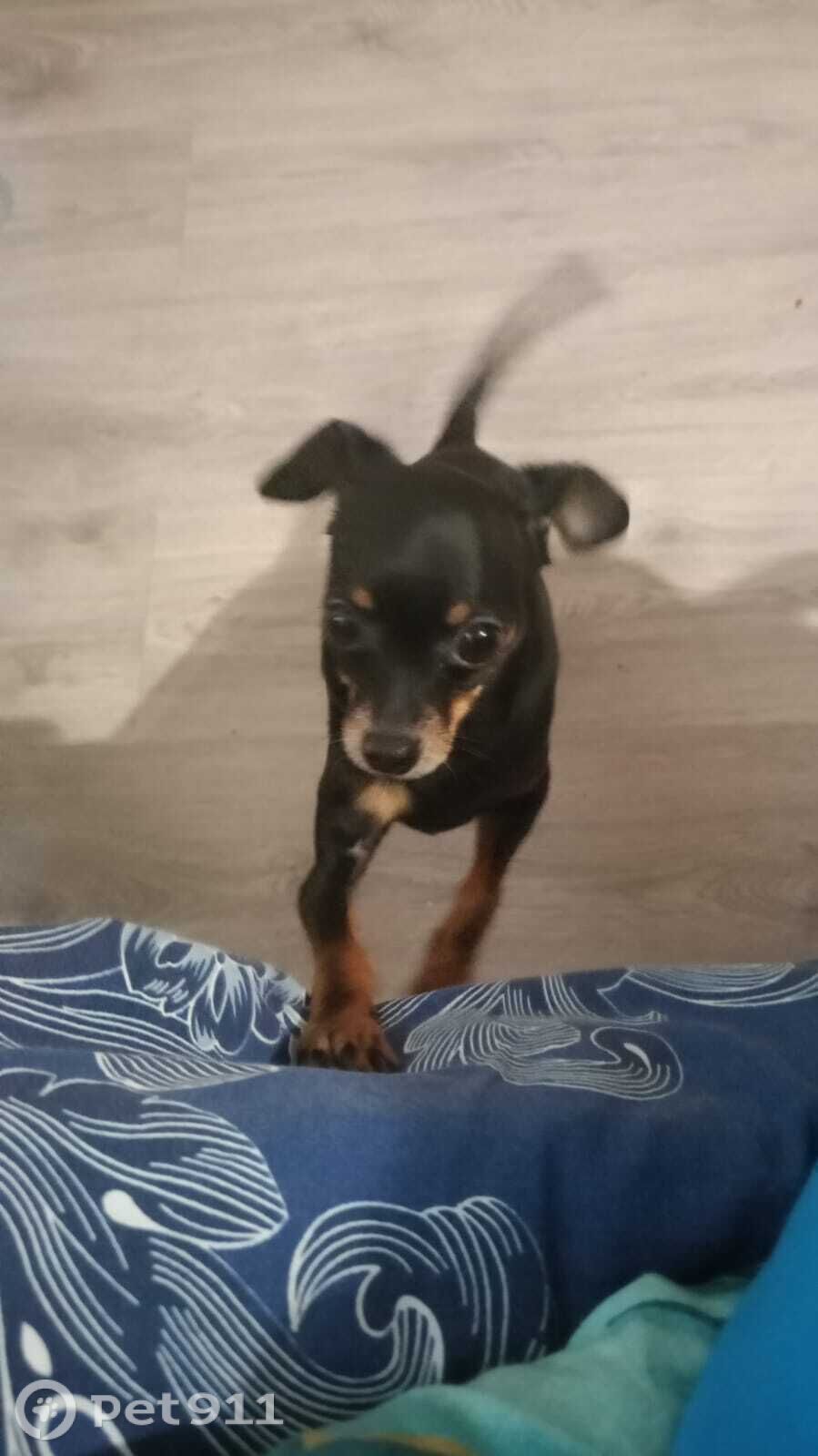 Пропала собака в Смоленске — фото объявления