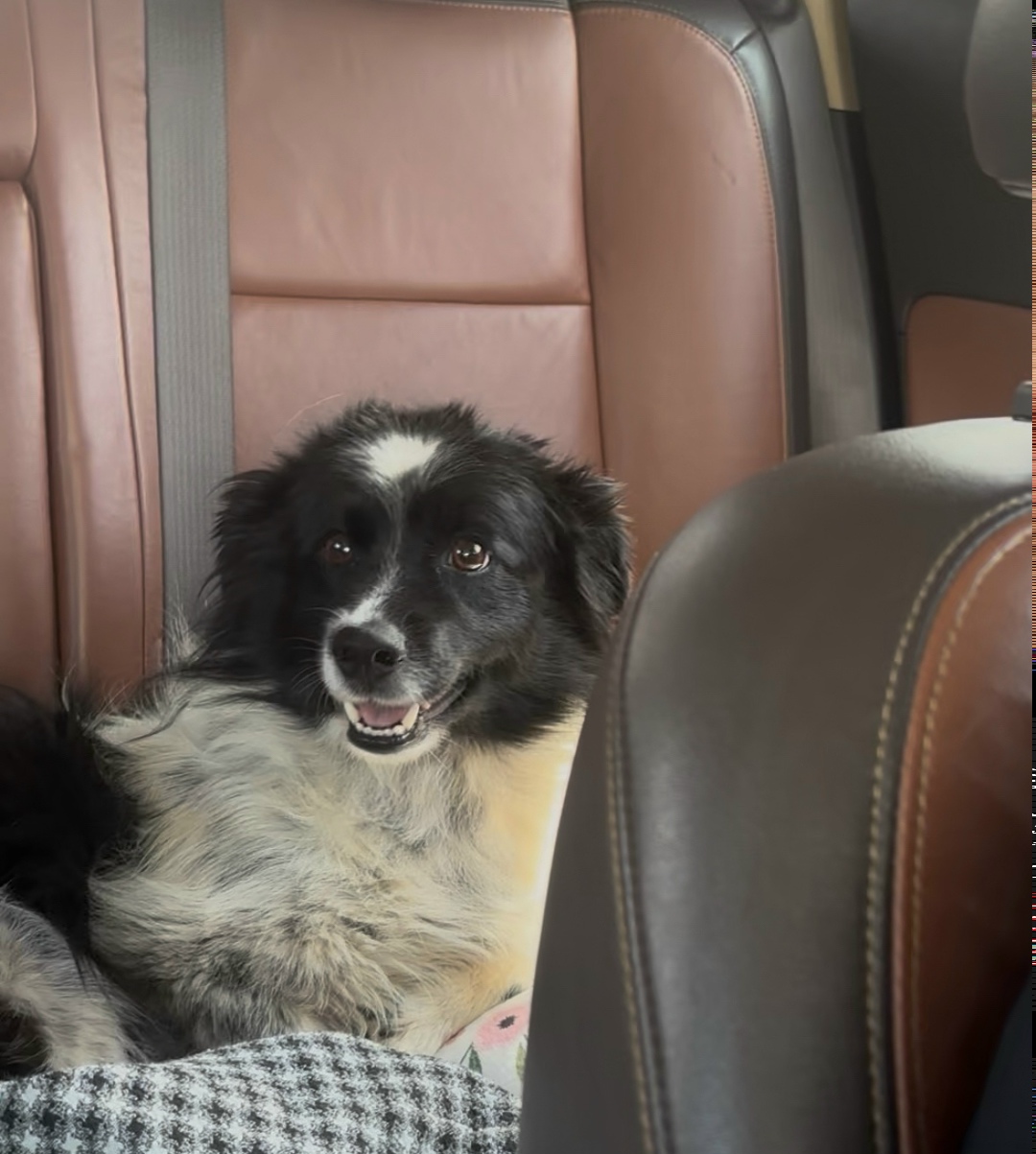 Найдена собака в Смоленске — фото объявления