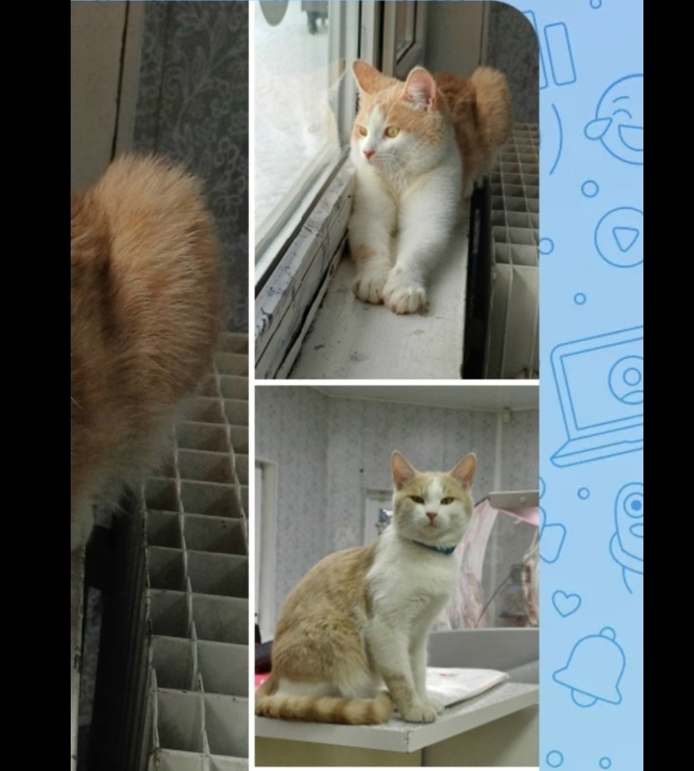 Пропала кошка в Смоленске — фото объявления
