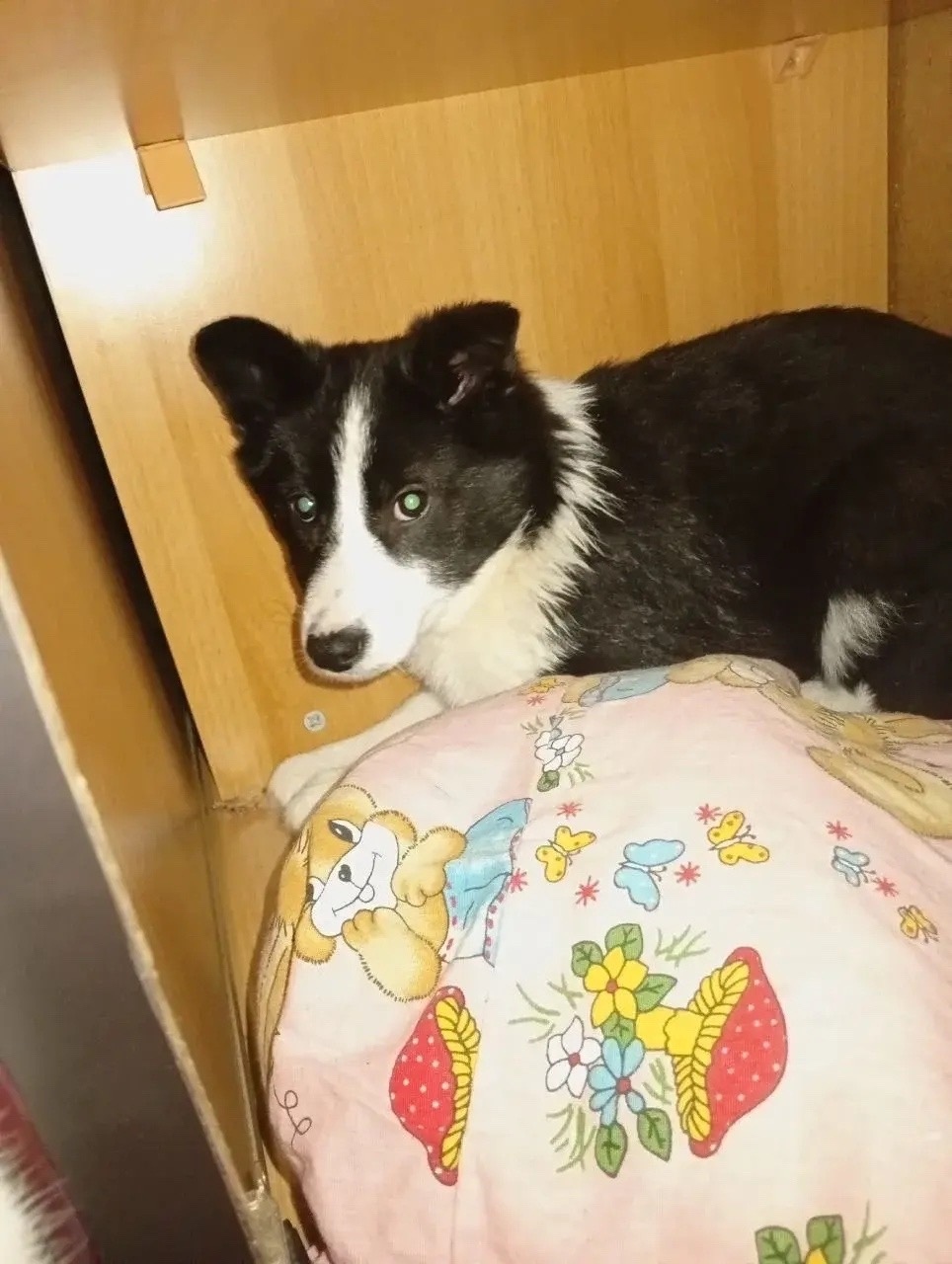 Пропала собака в Смоленске — фото объявления