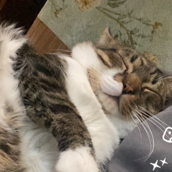 Пропала кошка в Смоленске — фото объявления