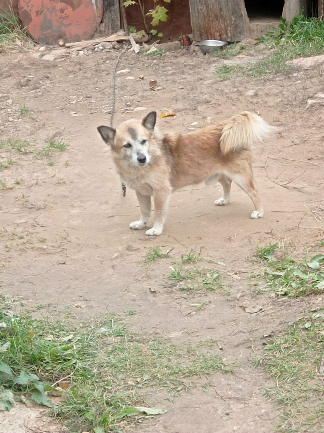 Найдена собака в Смоленске — фото объявления