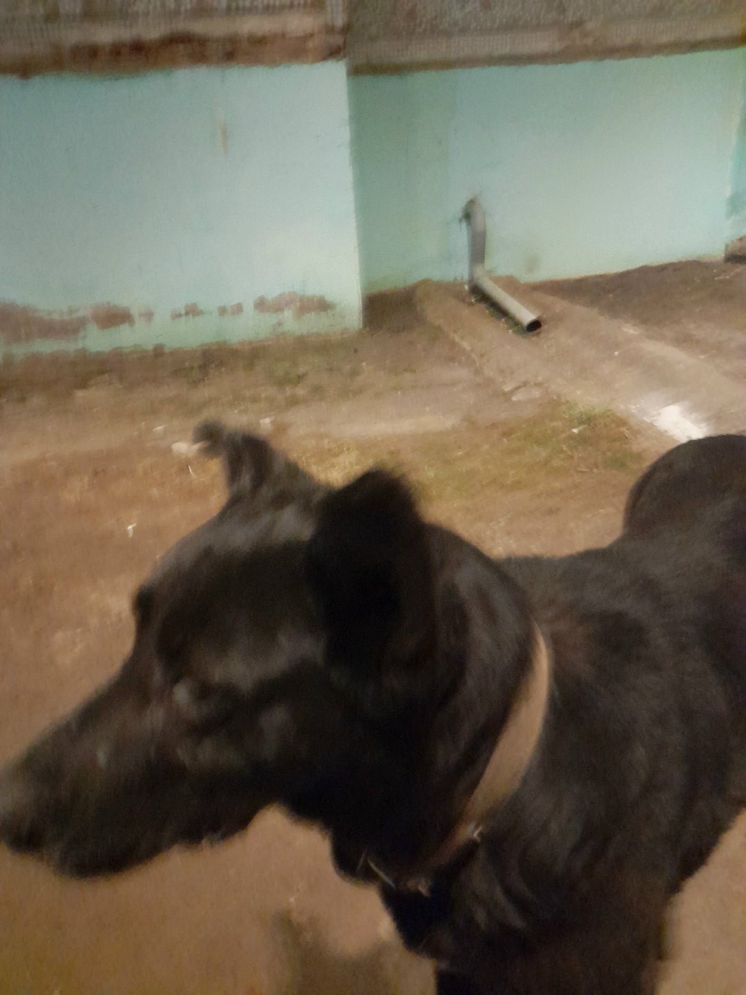 Найдена собака в Смоленске — фото объявления