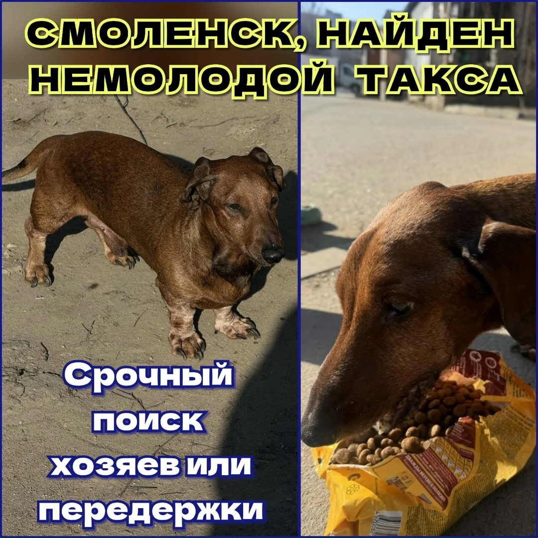Найдена собака в Смоленске — фото объявления
