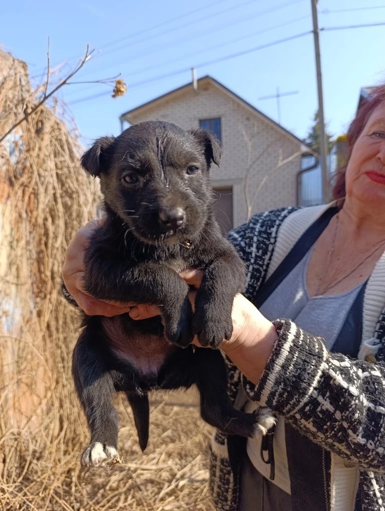 Пропала собака в Смоленске — фото объявления
