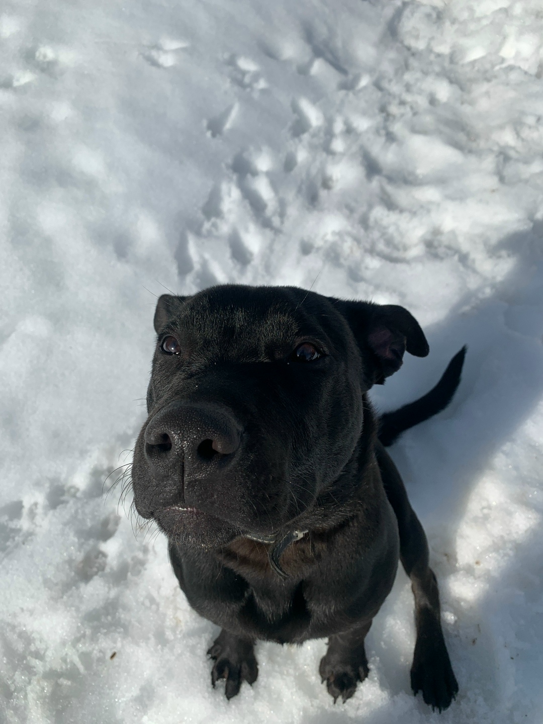 Найдена собака в Смоленске — фото объявления