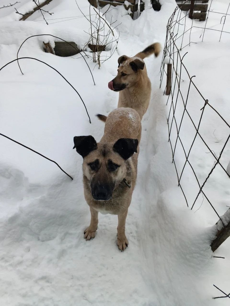 Пропала собака в Смоленске — фото объявления