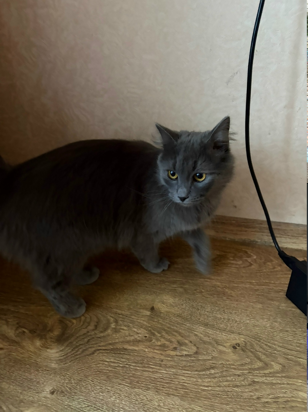 Найдена кошка в Смоленске — фото объявления