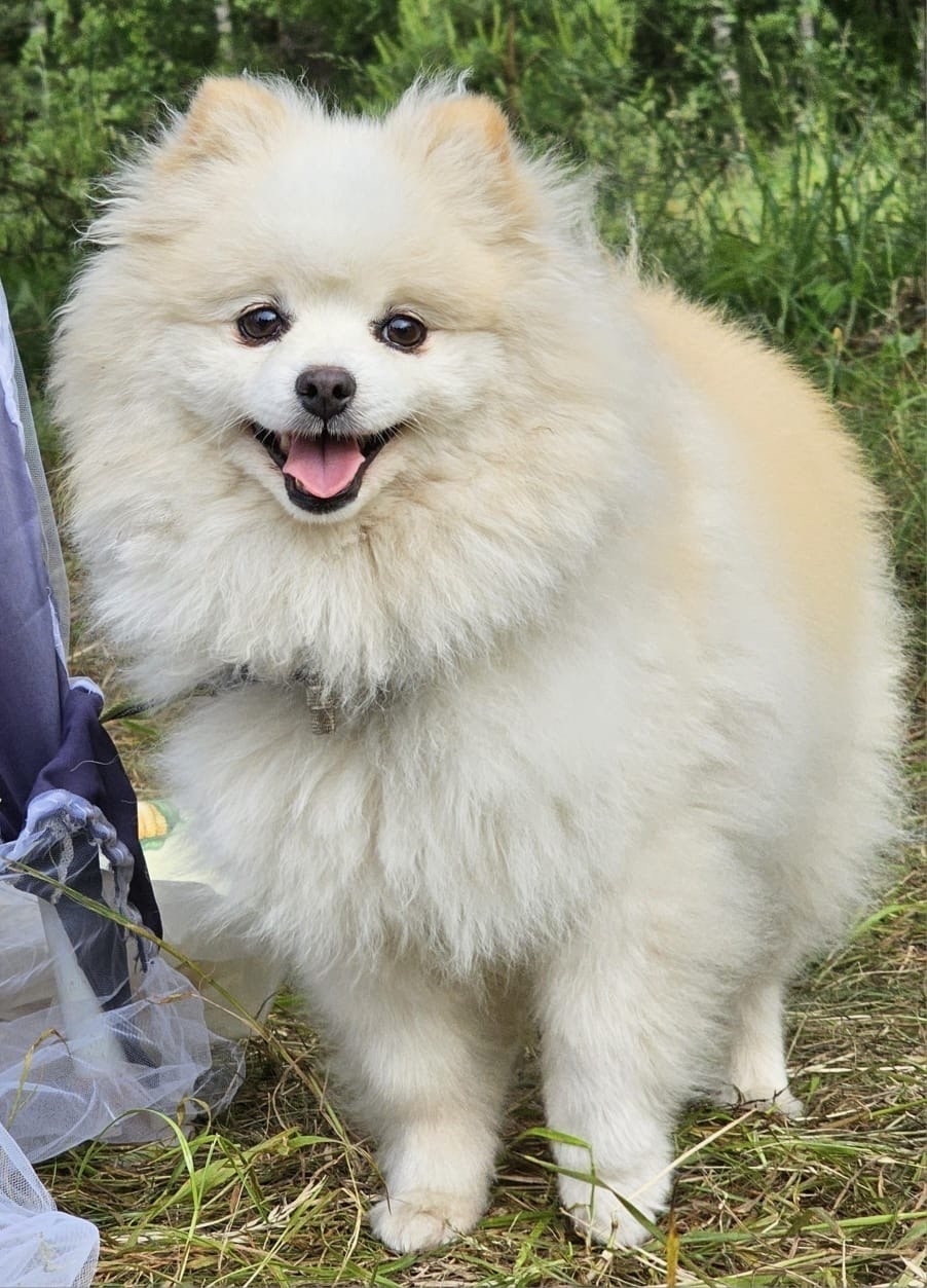 Найдена собака в Смоленске — фото объявления