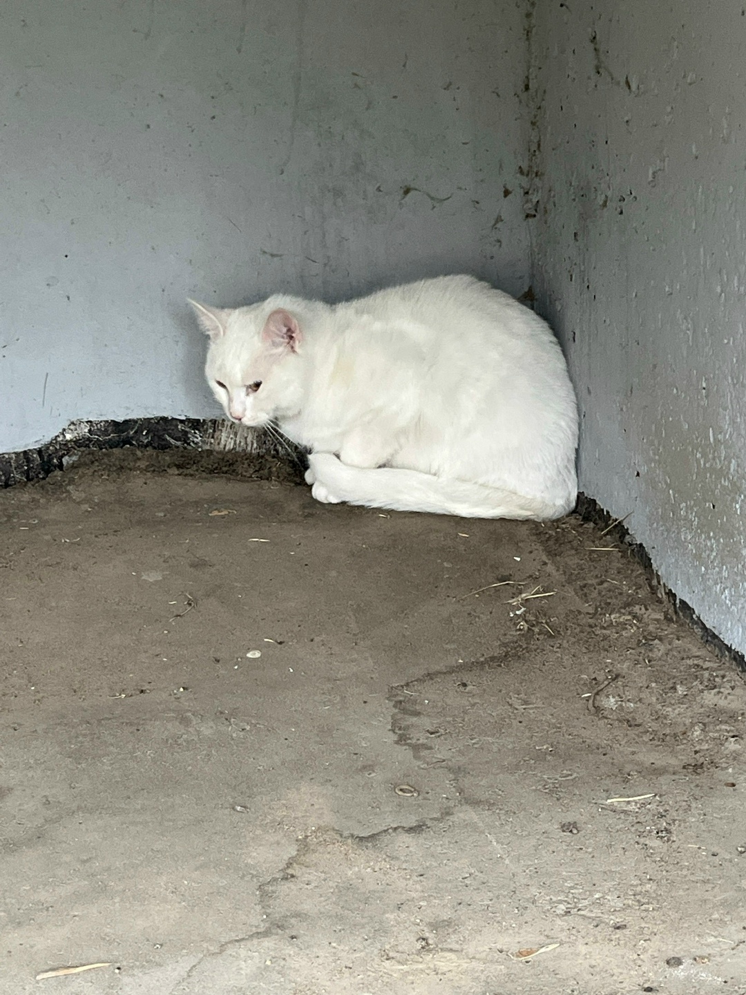 Найдена кошка в Смоленске — фото объявления