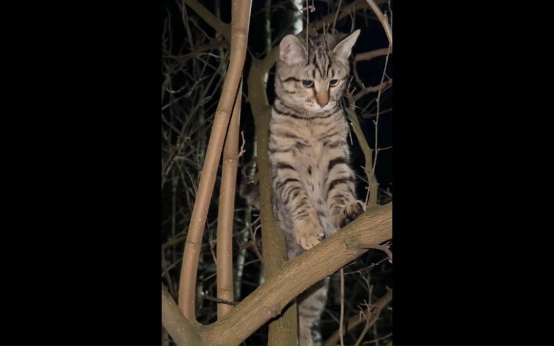 Пропала кошка в Смоленске — фото объявления